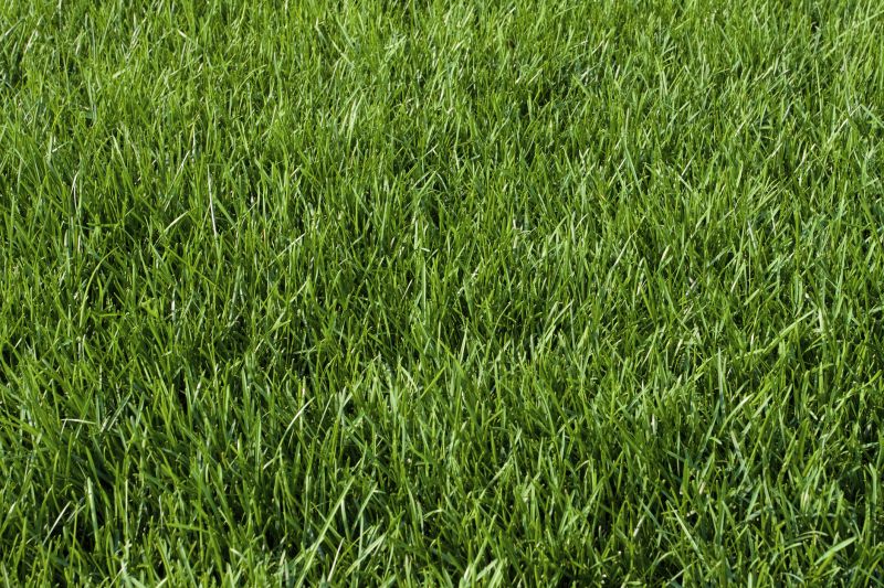 Bluegrass Sod Installation in Rockwall, TX
