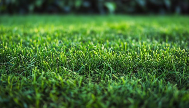 Ryegrass Sod Installation in Rockwall, TX